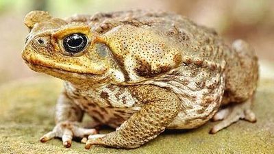 'Cane toad bust' aims to curb threat to native species, as population tops two billion