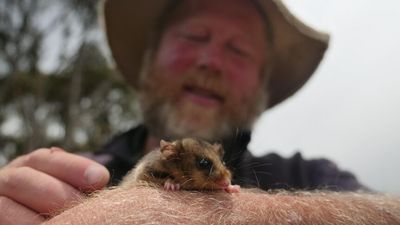 Conservationists seek new ways to keep critically endangered possums alive