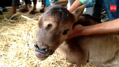 Chhattisgarh: Villagers call new born calf with three eyes ‘God’