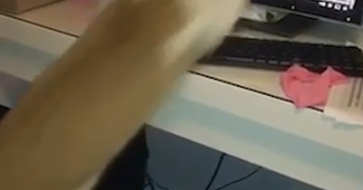 Hilarious moment excited cat sees squirrel on video - and launches himself at laptop