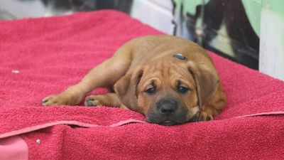 WA border opening on February 5 leaves animal shelters, volunteer groups fearing hit to services