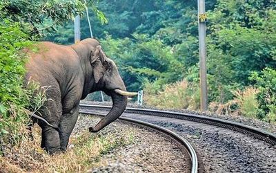 Report on elephant deaths on railway lines submitted, says Union Minister