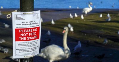 Queen’s swans struck down with bird flu with vets having to cull 26 at Windsor