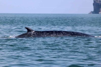 Bryde's whale sighted in Gulf of Thailand