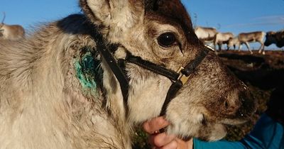 Baby reindeer mauled in suspected dog attack at Scots nature reserve