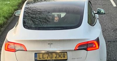 Driver spotted watching porn on Tesla's console screen while stuck in rush-hour traffic