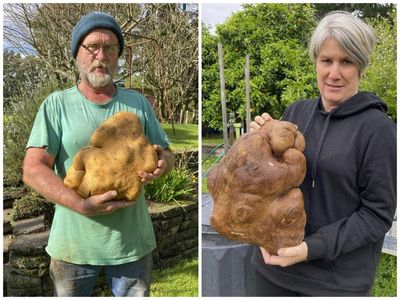 ‘World’s largest potato’ to get DNA testing in Scotland