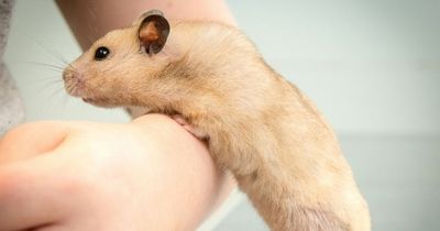Covid-19: Hamsters to be culled in Hong Kong and owners told not to kiss pets