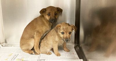 Terrified puppies found crammed in jeep without water or ventilation at Dublin Port