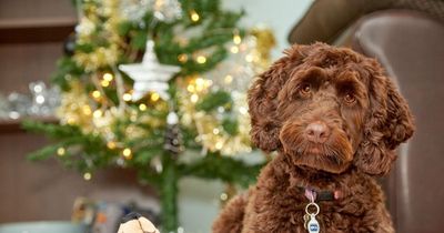 ‘Beware the trend,' warns experts, as stats show the rise of the pedigree pup