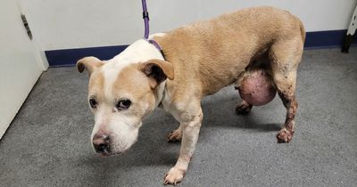 SSPCA appeals for information after sick dog found in Lanarkshire has to be put down