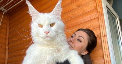 'My cat is so enormous everyone thinks he's a dog - and he's still growing'