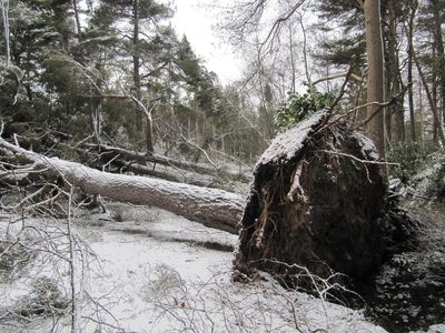 Kwarteng: Storm Arwen response was ‘reasonable’ but long power cuts unacceptable