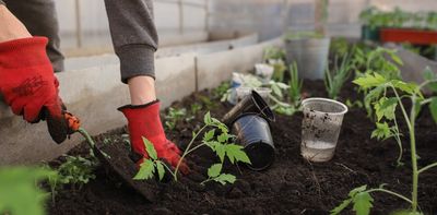 Urban health, wellbeing and food supplies are all under threat: growing more food in cities could change that