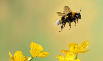 Brighton bee bricks initiative may do more harm than good, say scientists