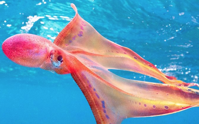Footage captured of incredibly rare 'rainbow-hued' octopus in Great Barrier Reef