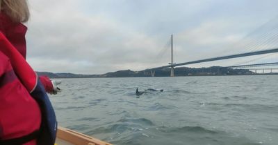 Remarkable Edinburgh images show playful dolphins buzzing rowers in Firth of Forth