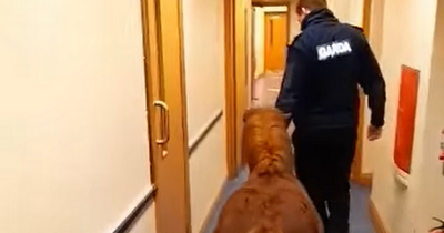 Gardai have people in stitches as they 'arrest' pony for causing havoc in traffic