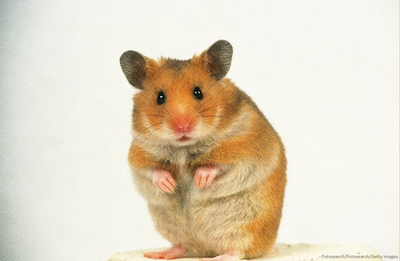 2,000 pet hamsters in Hong Kong will be killed to prevent the spread of COVID