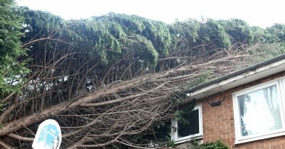 Public meetings to be held in Northumberland as questions raised about Storm Arwen response