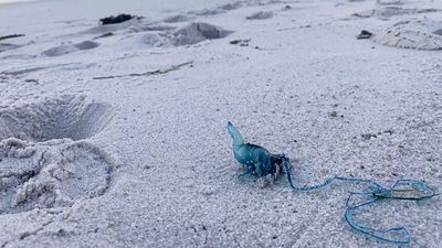Bluebottle jellyfish hit Australian beaches in 'gobsmacking abundance'