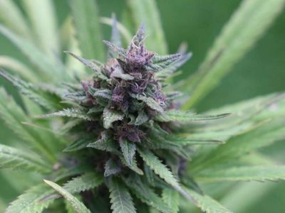 Cannabis and Crypto Joins Forces?
