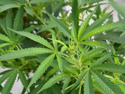 Record $67m cannabis bust in western NSW