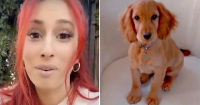 Stacey Solomon shares adorable meaning behind adopted dog Teddy's name