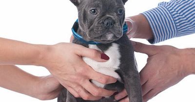 Dogs included in divorce rulings in Spain as new law states they are sentient beings