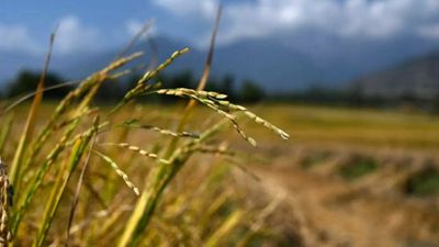 West Bengal: Rice rates soar in local markets on high exports, record procurement