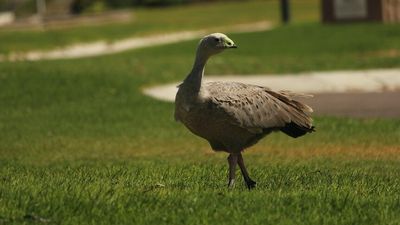 Esperance community fears for Cape Barren goose in mourning after mate's death