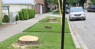 Get forestry advisory board in place to save Chicago trees | Editorial