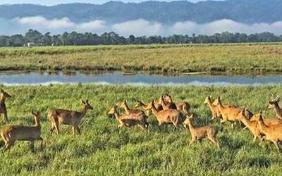 Dip in eastern swamp deer population in Kaziranga
