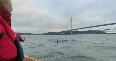 Scots rowing club spot rare dolphin pod while braving chilly weather on Firth of Forth