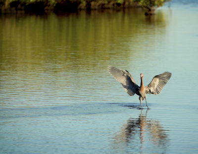 Natural Central Florida: a haven for wildlife