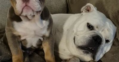 Watch no-nonsense bulldog body-slam playful puppy 'like something out of WWE'