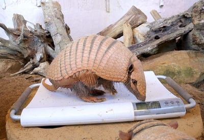 Armadillos on post-Christmas workout regime after piling on the pounds