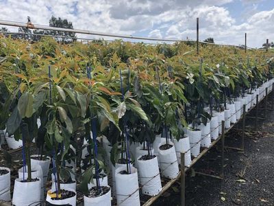 Avocado clonal trees to feed the masses