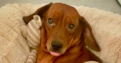 Dog owner leaves people in stitches over pooch's adorable bedtime routine