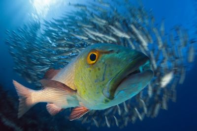 Moment of truth for Waiheke marine reserve