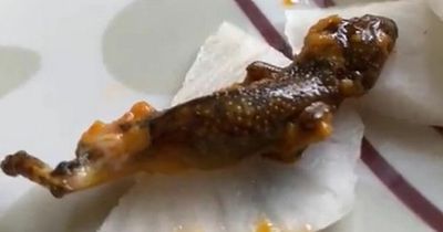 Couple disgusted after finding a dead lizard in their takeaway curry