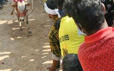Bull races keep veterinarians busy in Vellore, nearby districts