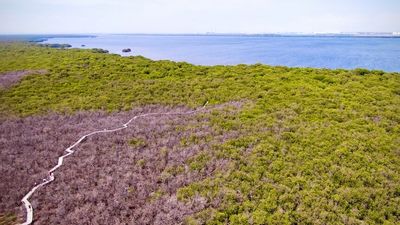 St Kilda mangrove remediation could cost 'tens of millions' unless action is taken, senator warns