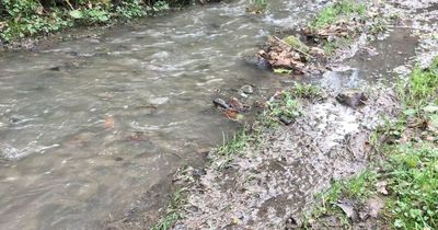 Northumbrian Water fined £240,000 after sewage leaks into County Durham stream