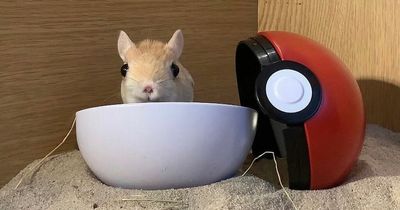 The exotic Belfast pet you’ve never heard of that's become TikTok famous overnight