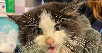 Britain's dirtiest kitten found in bin lorry finally finds home after makeover