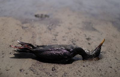 Peru says oil spill caused by Tonga waves is an 'ecological disaster'