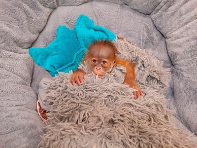 Baby orangutan being bottle-fed, which intrigues others