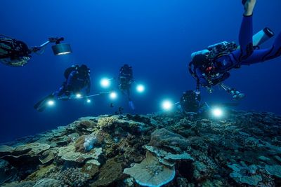 Rare, pristine coral reef found off Tahiti coast