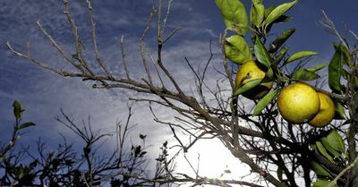 Florida orange production is on pace for state’s smallest crop in 77 years. Blame citrus diseases.